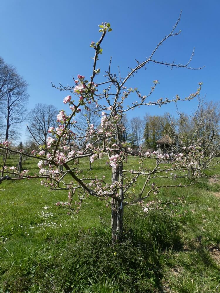 userfiles/produit/5780/arbre_var_335_pomme de rouen.jpg